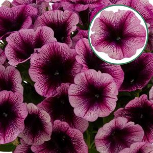 Bild von Petunia P12 viva purple vein